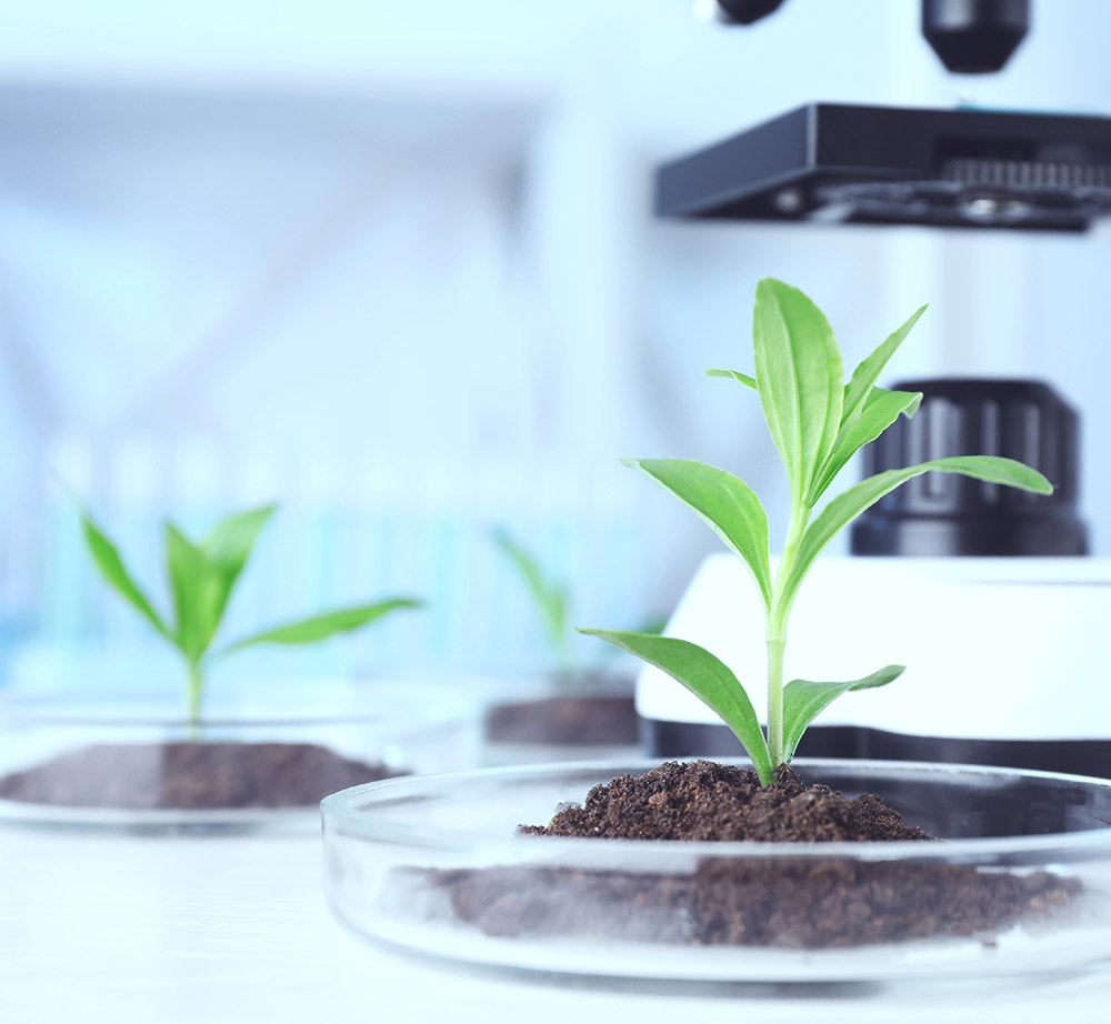 Services-green chemistry lab Green Chemistry - plant in lab